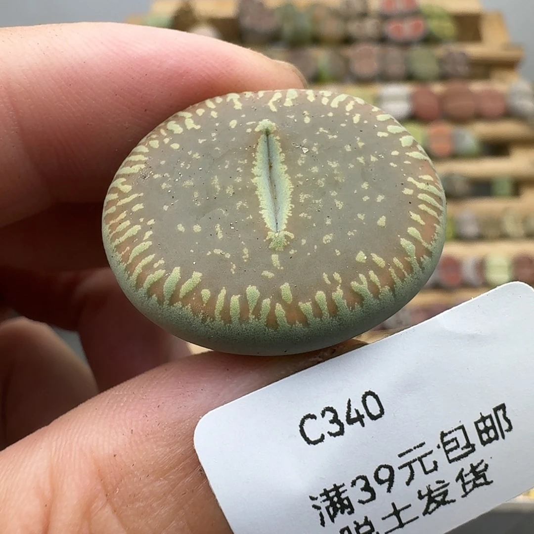340多肉哈哈哈哈哈哈哈