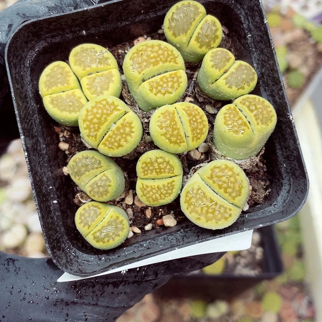 生石花18包邮0913-193