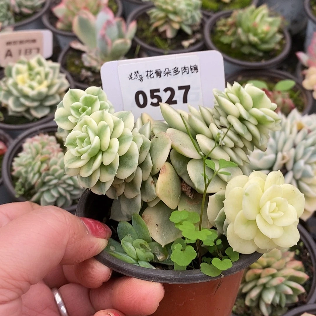 527哈哈哈哈哈哈哈