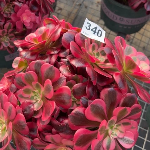 340美杜莎朵朵23厘米左右有断枝