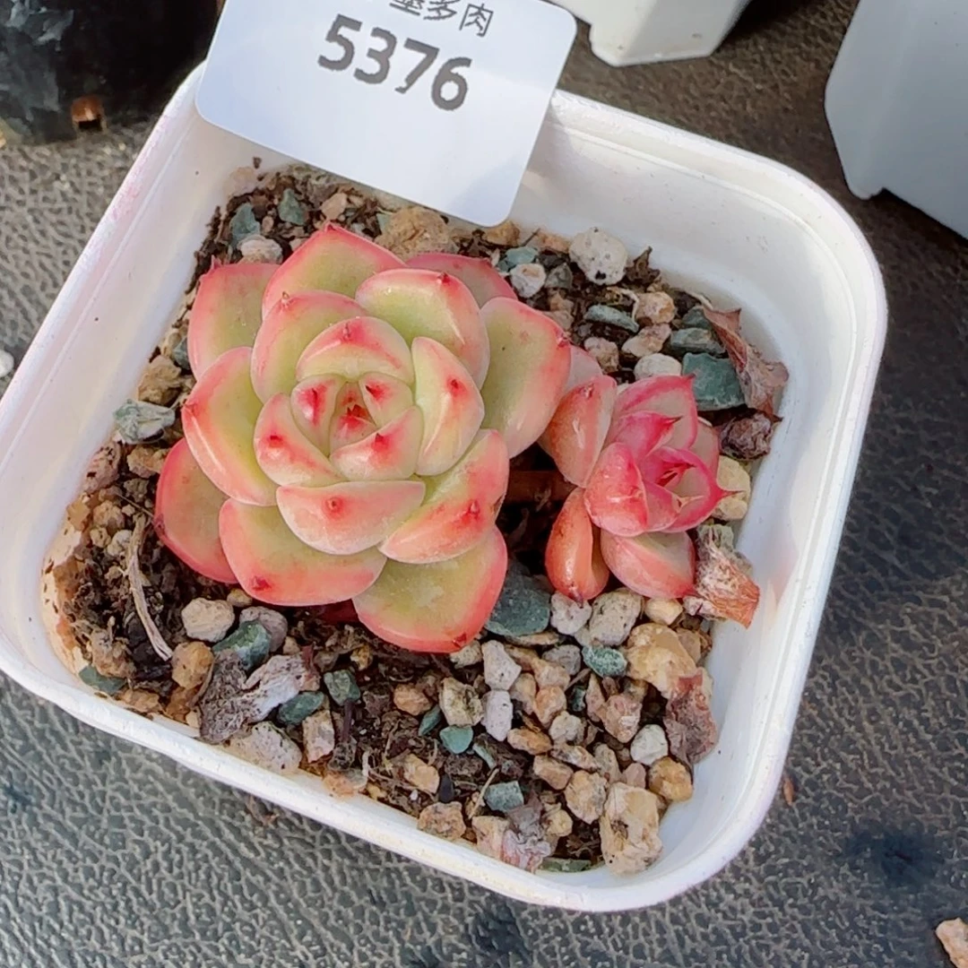 星光珍妮，5376多肉植物