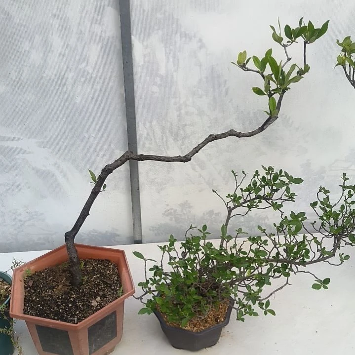 屠***7无花朵海  岛  春  花