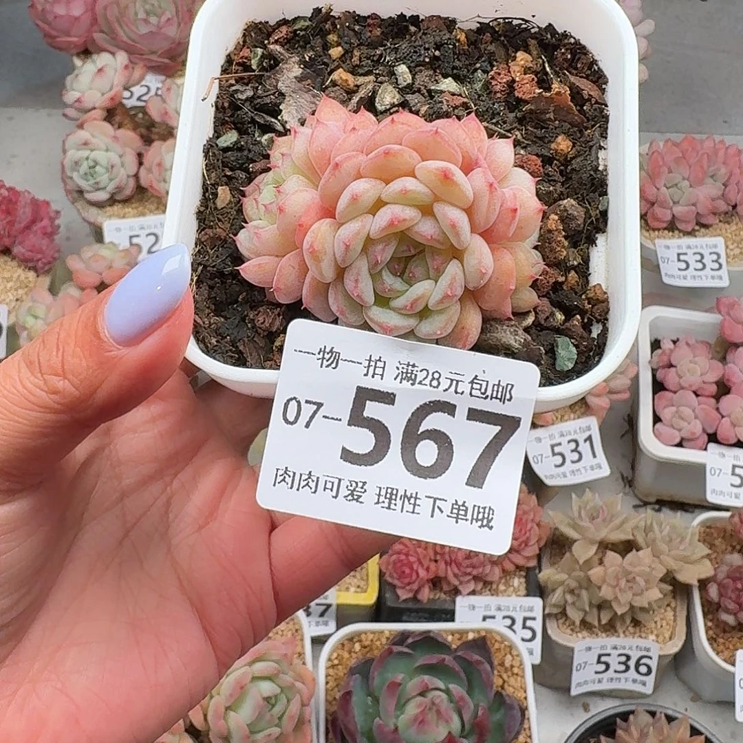 白胖子无盆土发货无盆