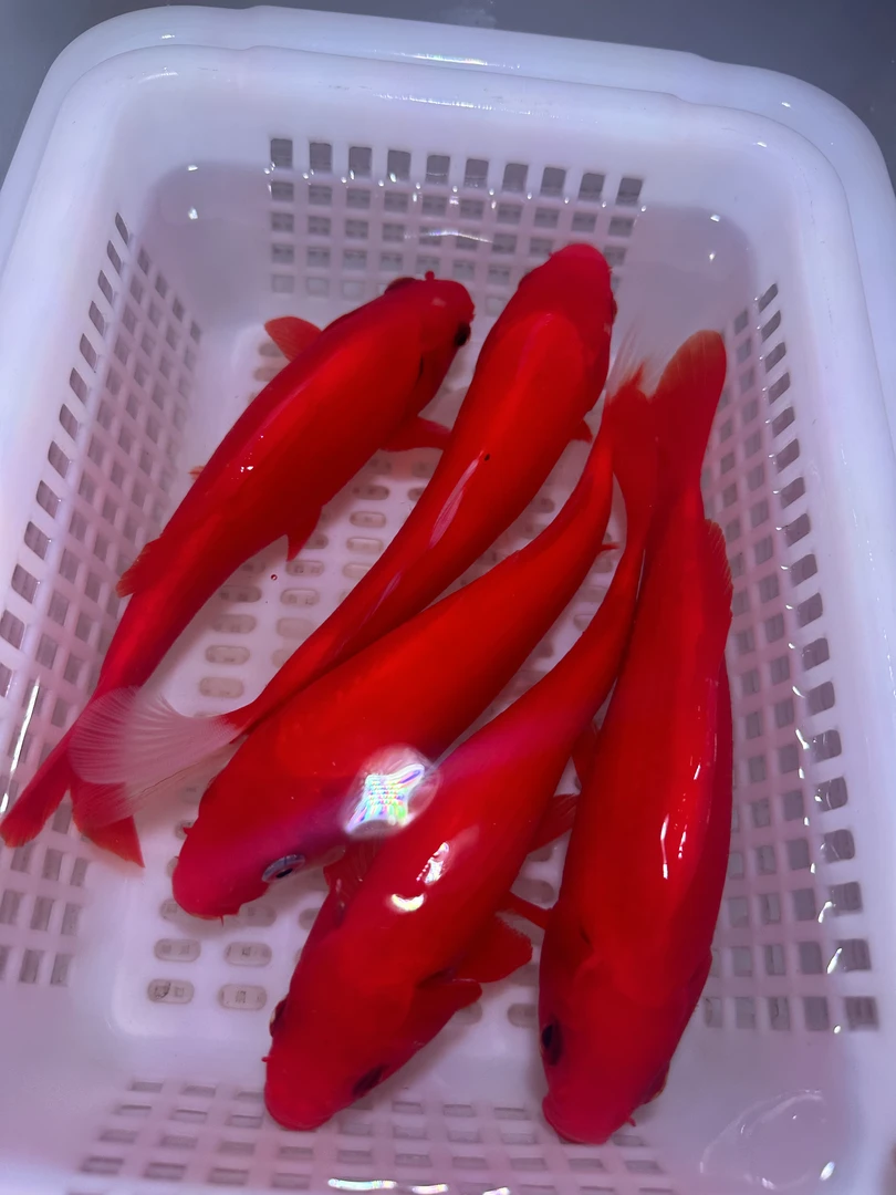 精品纯红火鲤锦鲤观赏鱼蝴蝶鲤冷水鱼淡水鱼活体包邮