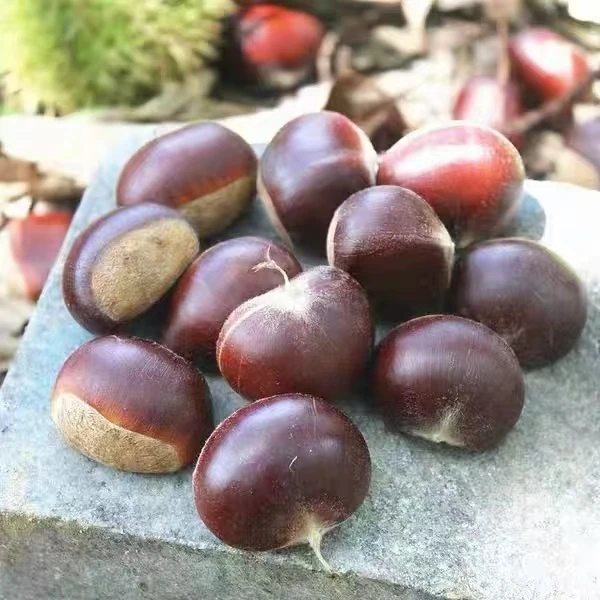 湖北罗田板栗去刺栗子毛栗子油栗锥栗板栗仁即食板栗新鲜甜糯红壳