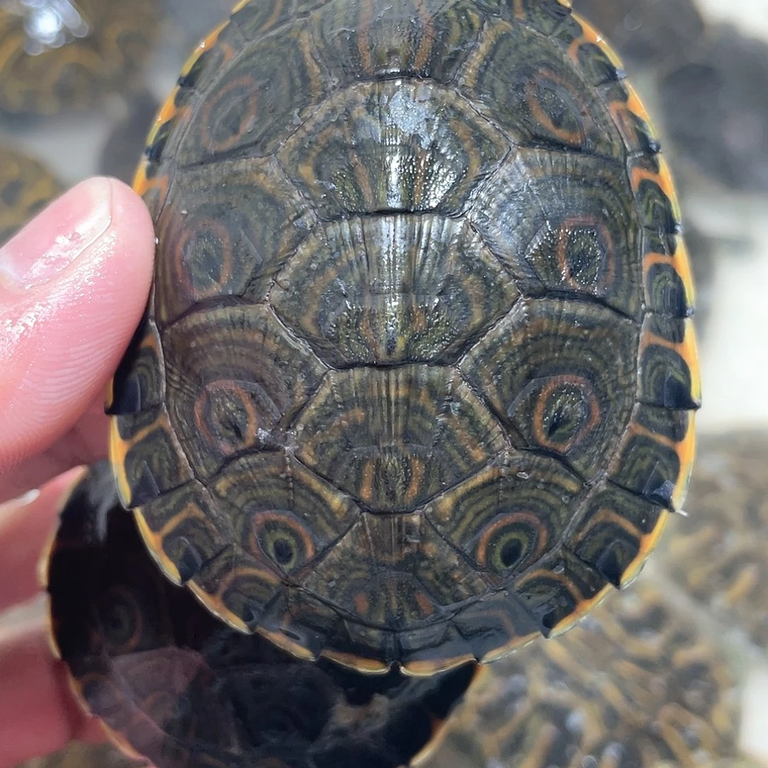 宠物龟不分公母拍一送一次