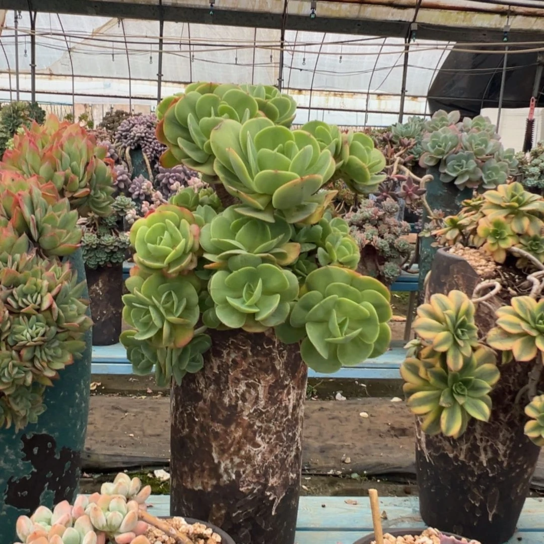 精品碧桃妖桩 裸根