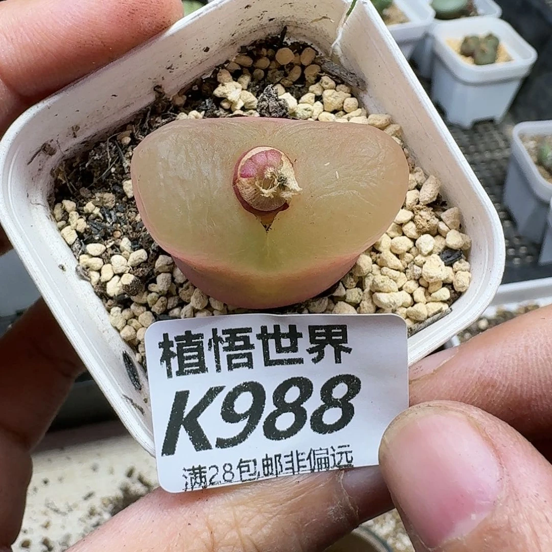 多肉植物的啊fhjnk