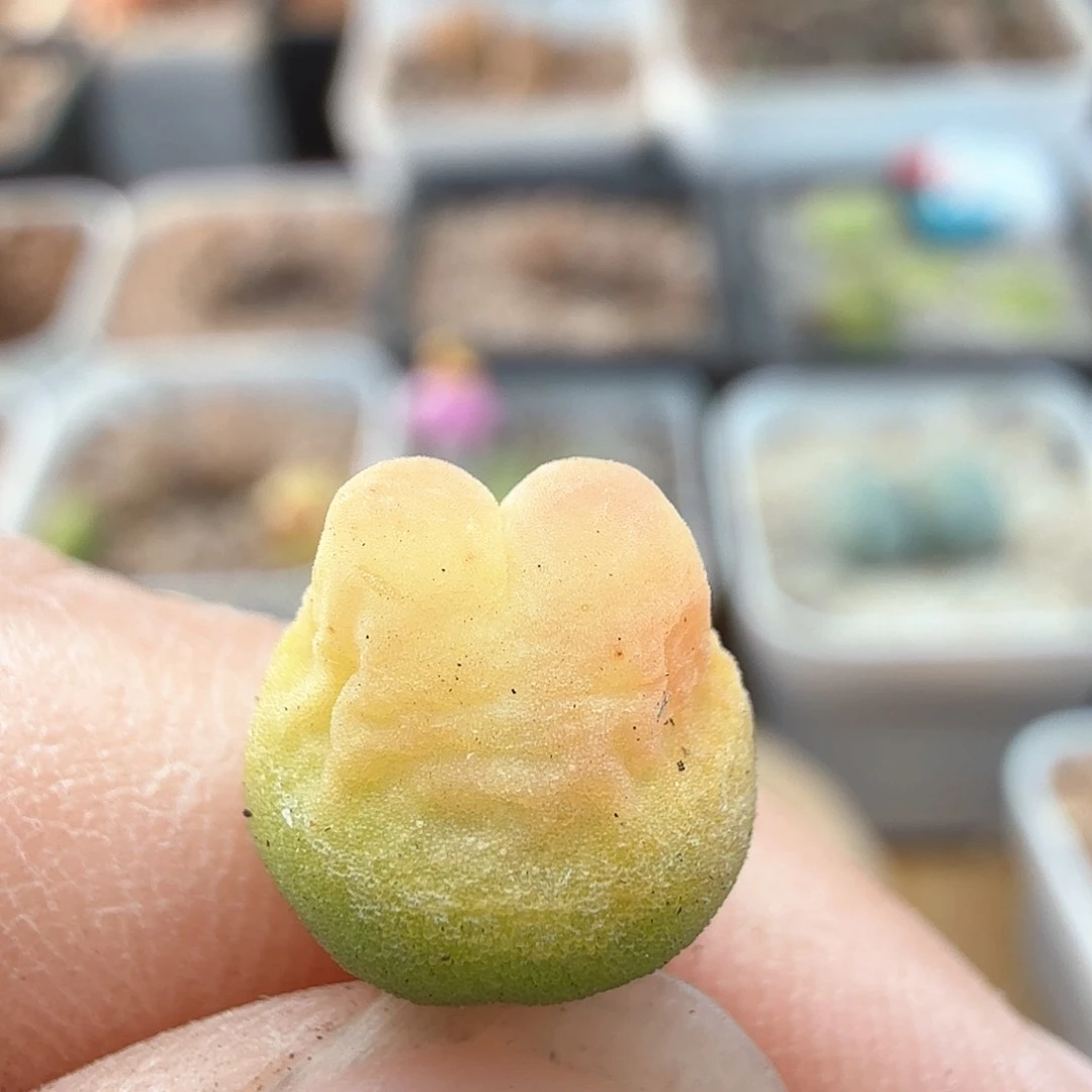 1.17.74/粉兔登多肉植物