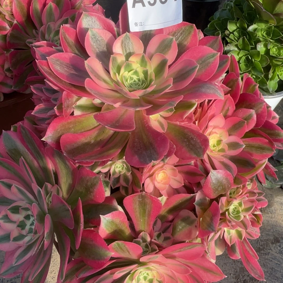 林**夕女巫351初六发货8888