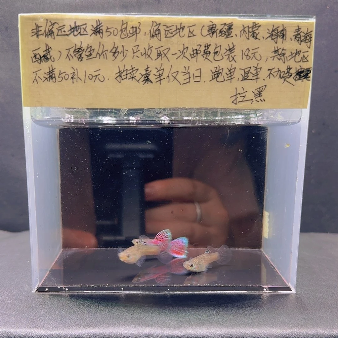 孔雀鱼红草三条孔雀鱼