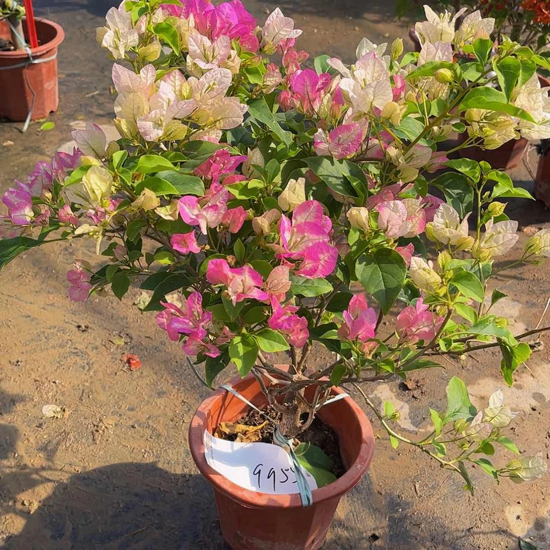 完全开放彼***L口红9955