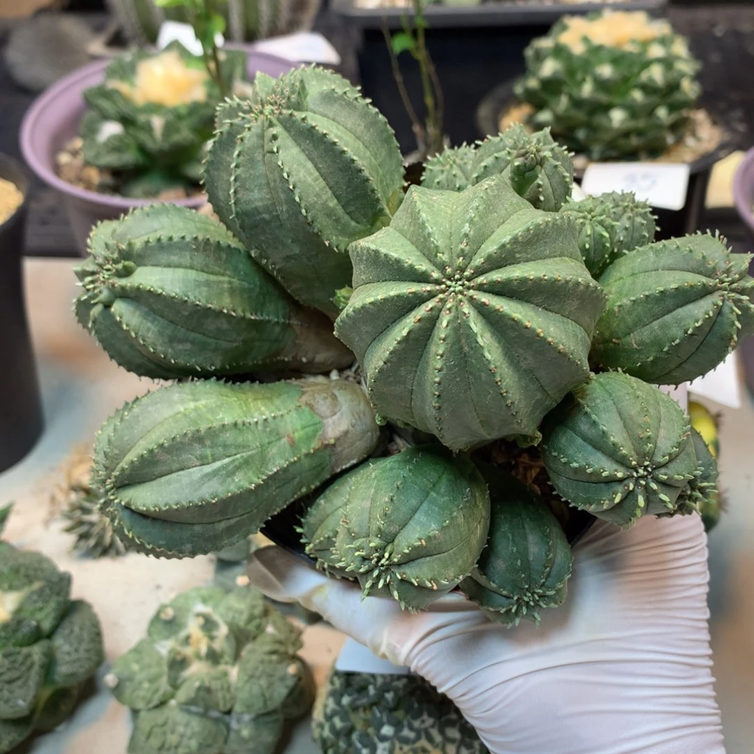 42号 自根泰系布纹球 整体14公分