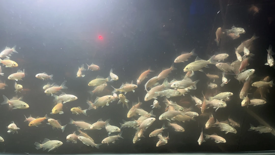 10条 黑色普身蝴蝶鲤 3-4公分