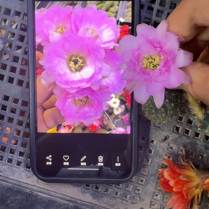 38白檀华丽粉歪2个无根侧牙小，20包邮