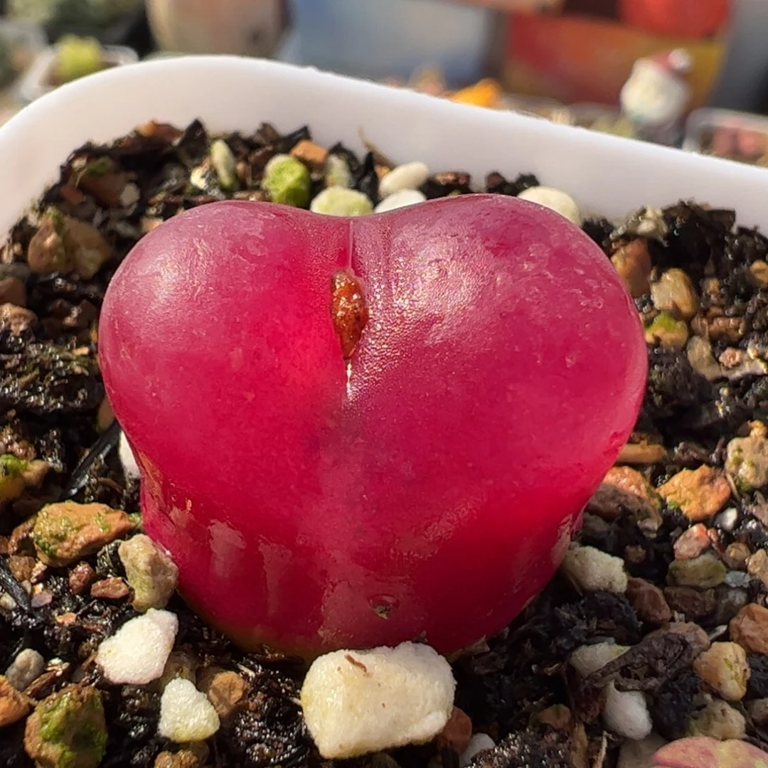 482多肉植物百科