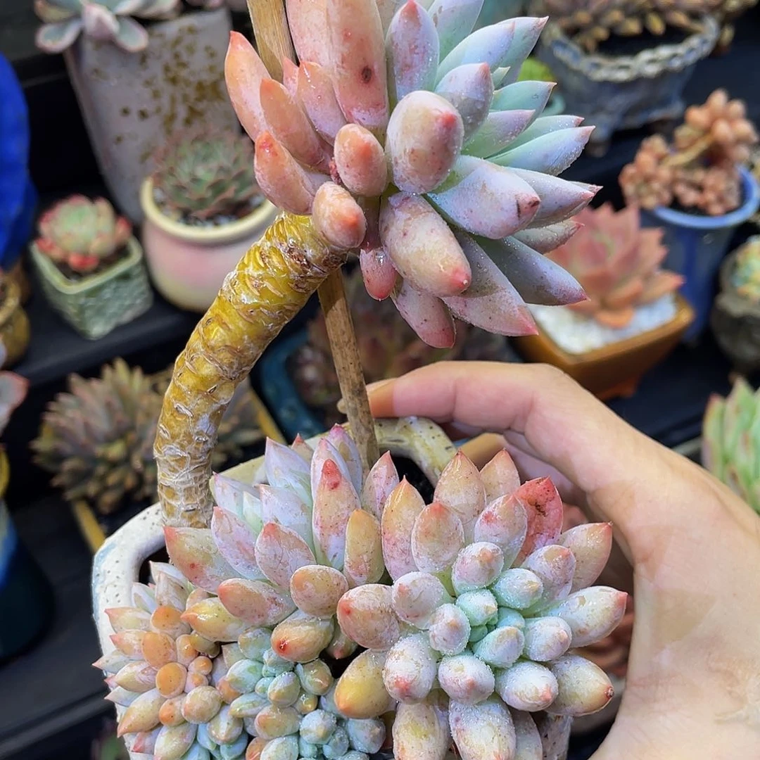 多肉植物盆栽多肉