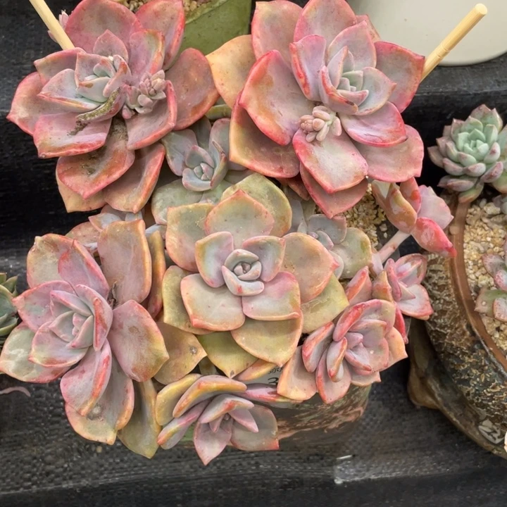 弥鹿之森一物一拍