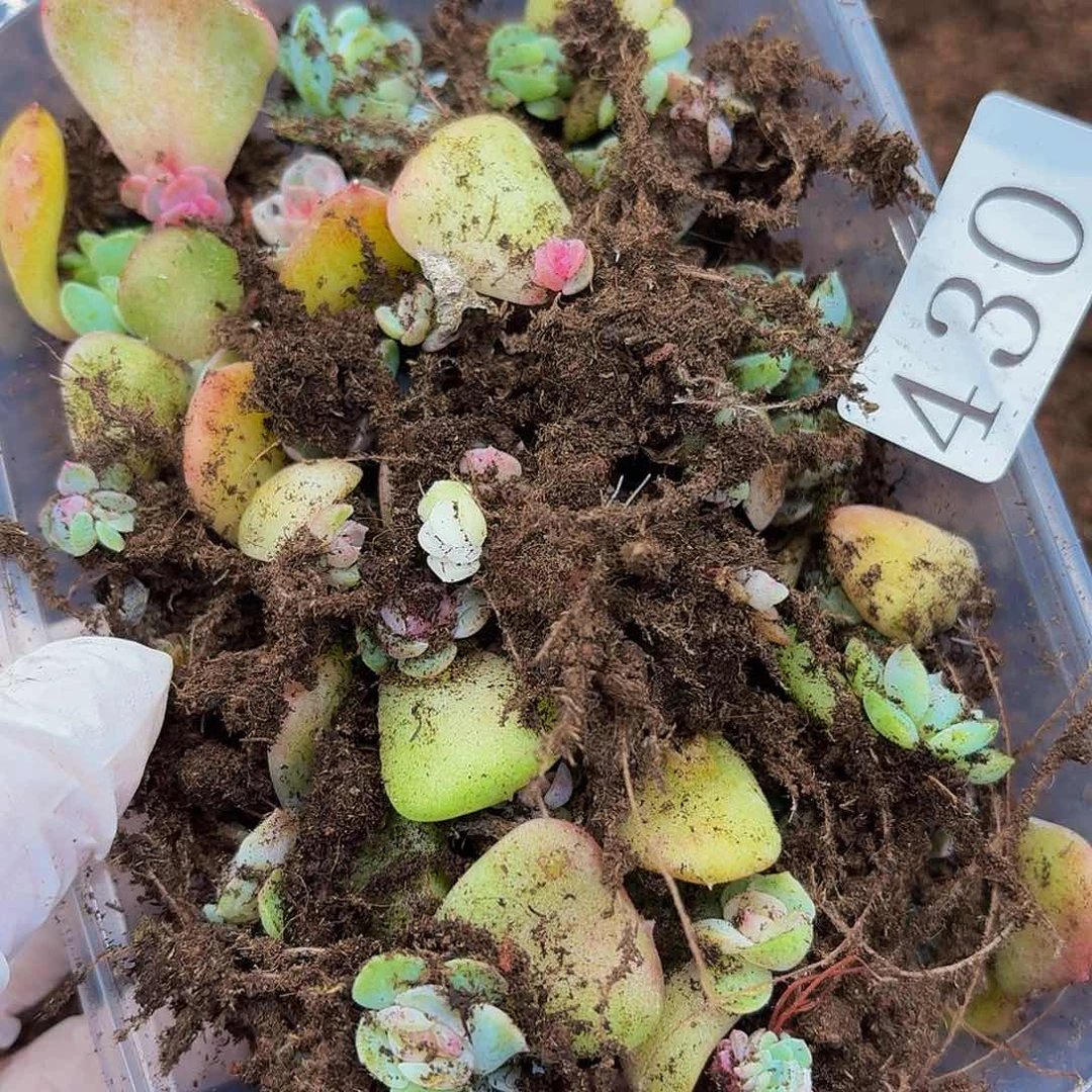 ?**?多肉植物多肉植物430