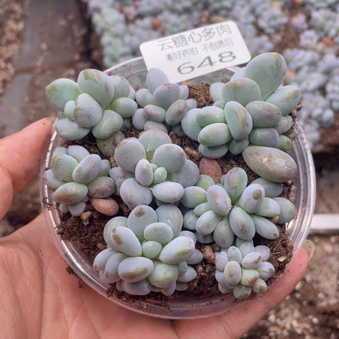 云糖心多肉植物648