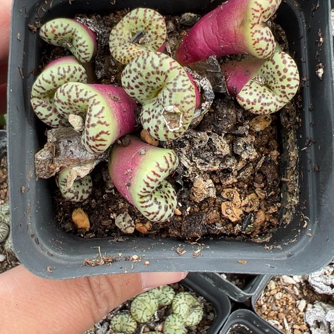 【闪购商品】悟*634脱土