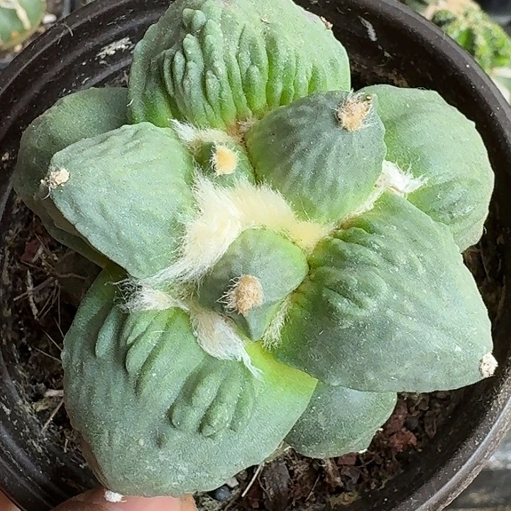 无花朵苗接大尤怒涛033