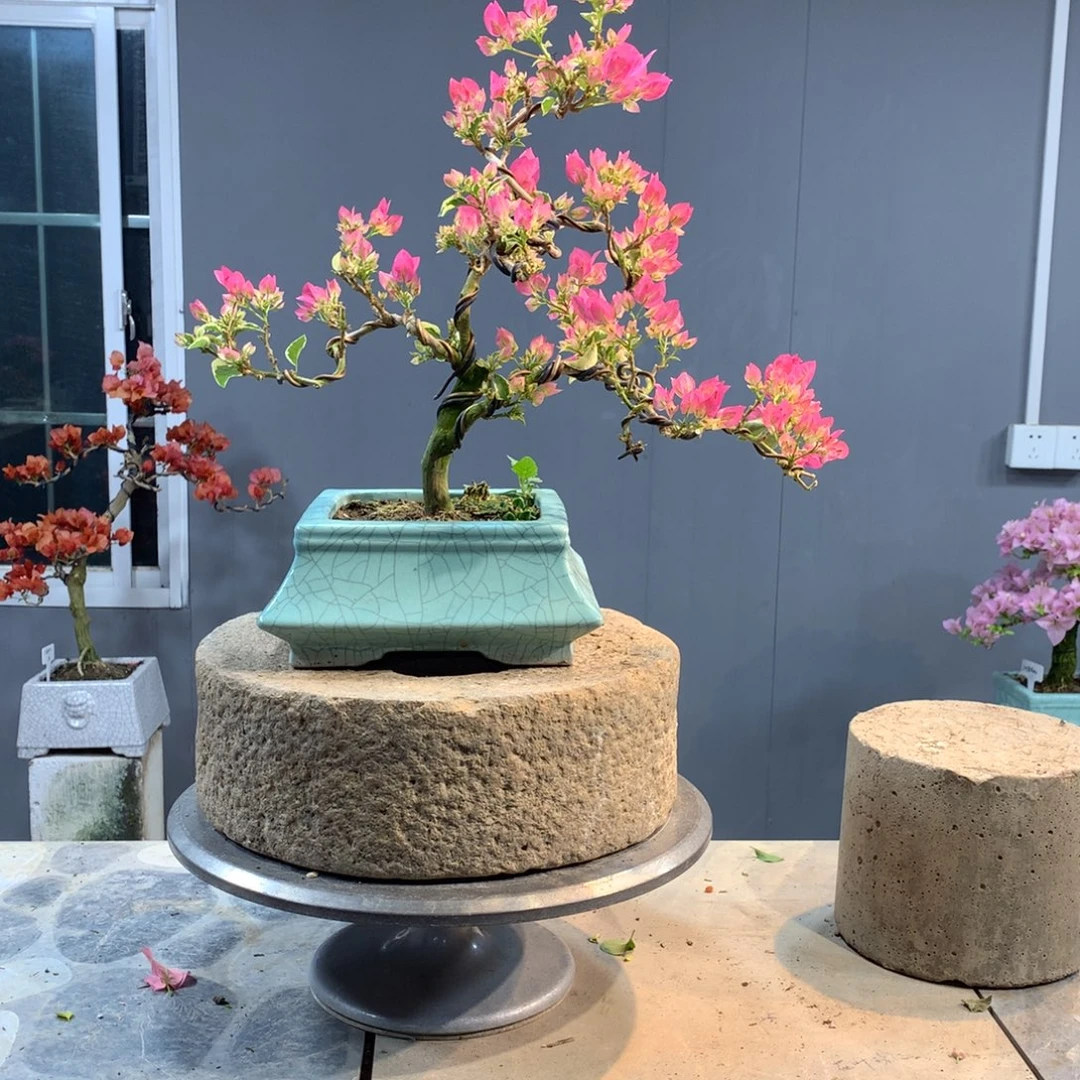 大量花朵（建议范围：8朵-15朵 或40%以上）