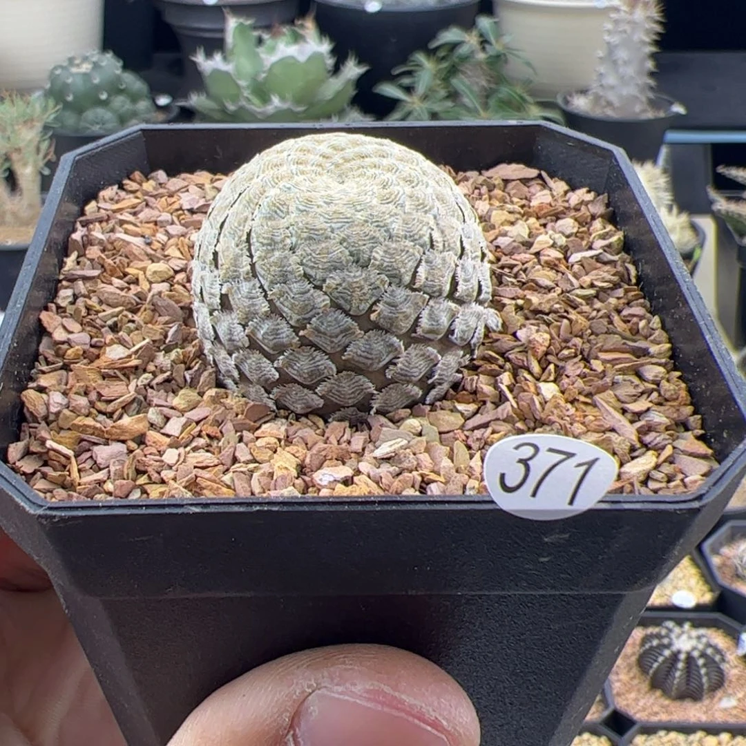 鱼鳞大戟一物一拍371