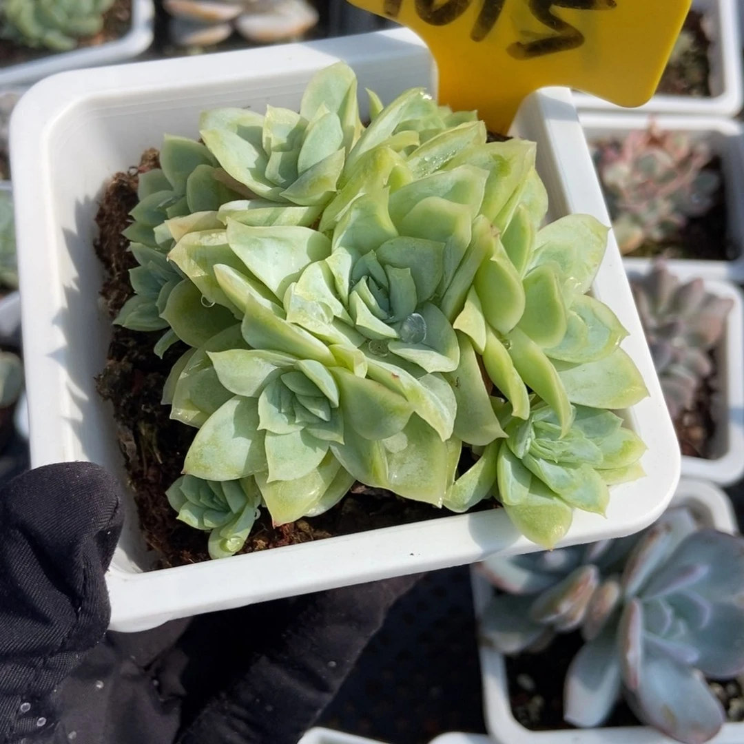 1615冰片锦多肉植物保护