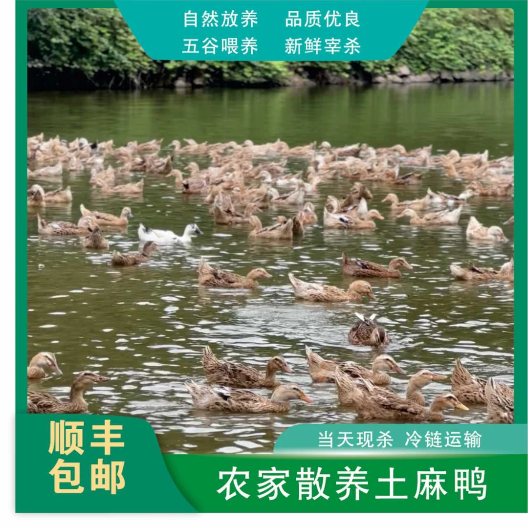 农村溪水散养土鸭黄皮红肉 可整鸭烹饪