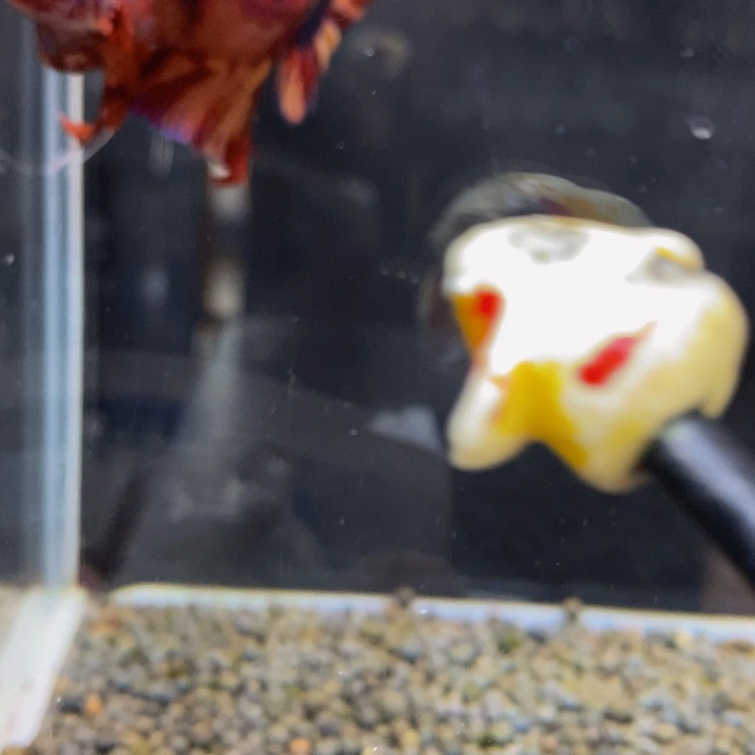 斗鱼160巨斗11111