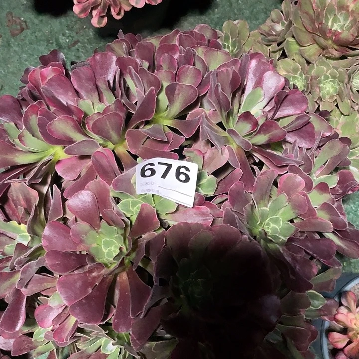 676幽兰公主2/9花花