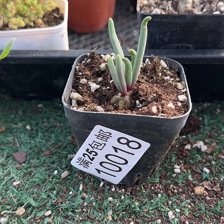 黄花淡青霜，018，一物一拍带盆