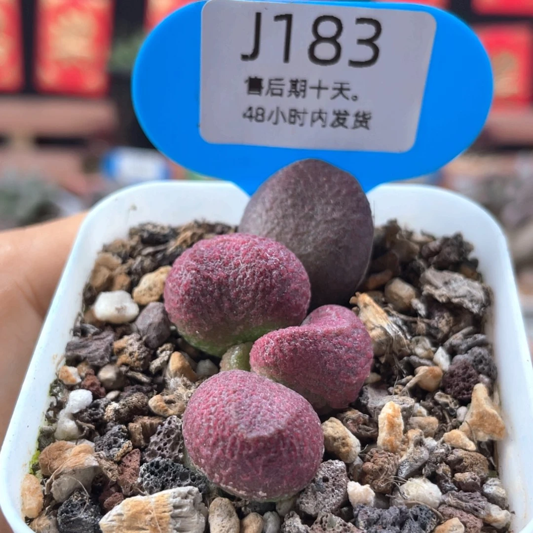 红烧肉。   183。