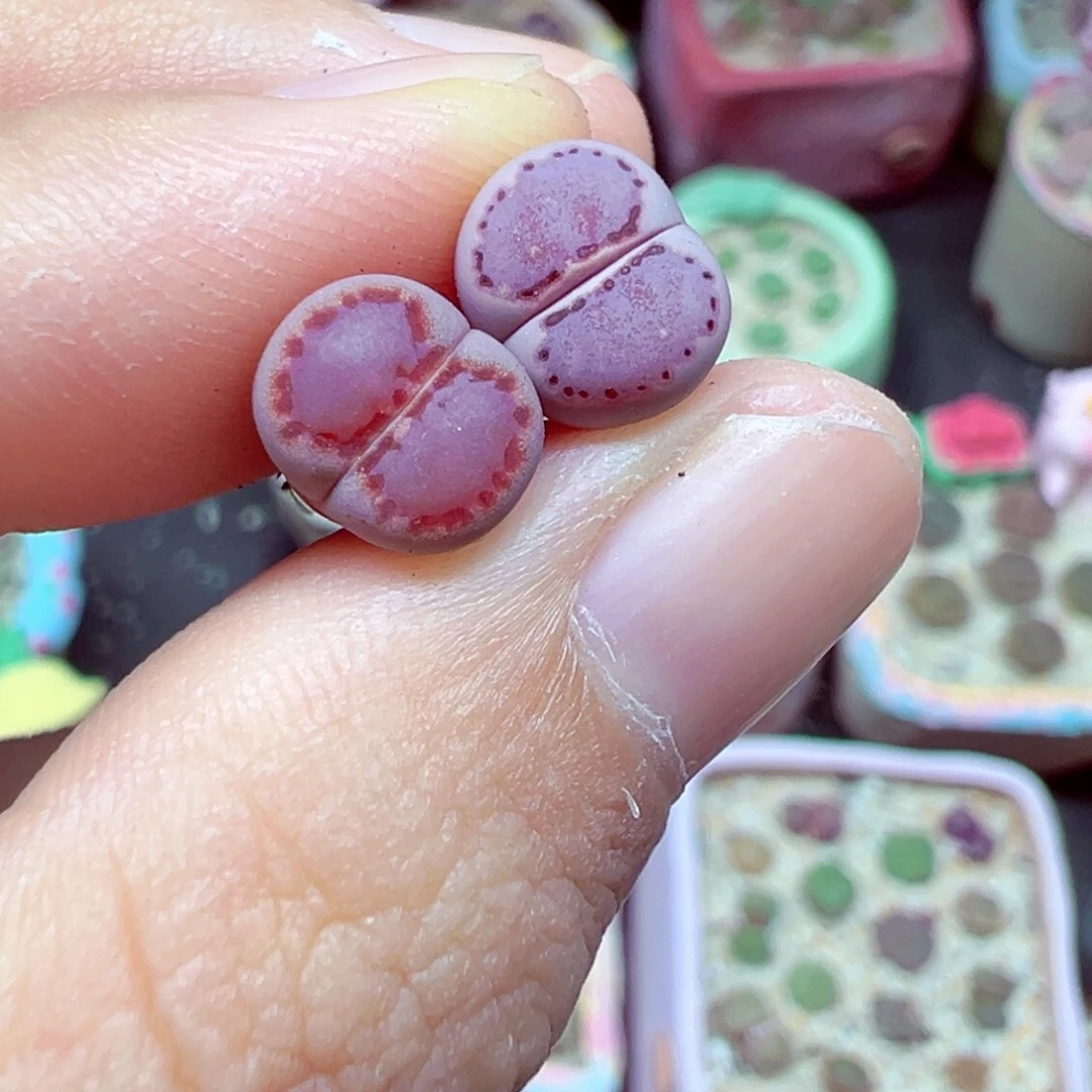 赤***间精致优秀的肉肉910-104