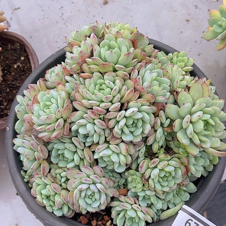 鲁冰0829多肉植物