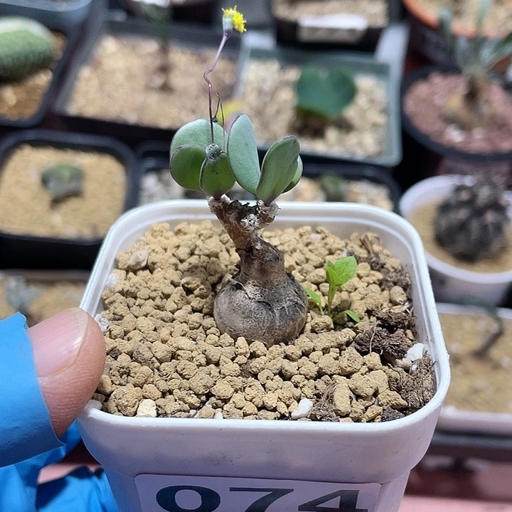 074恩特美厚墩菊，