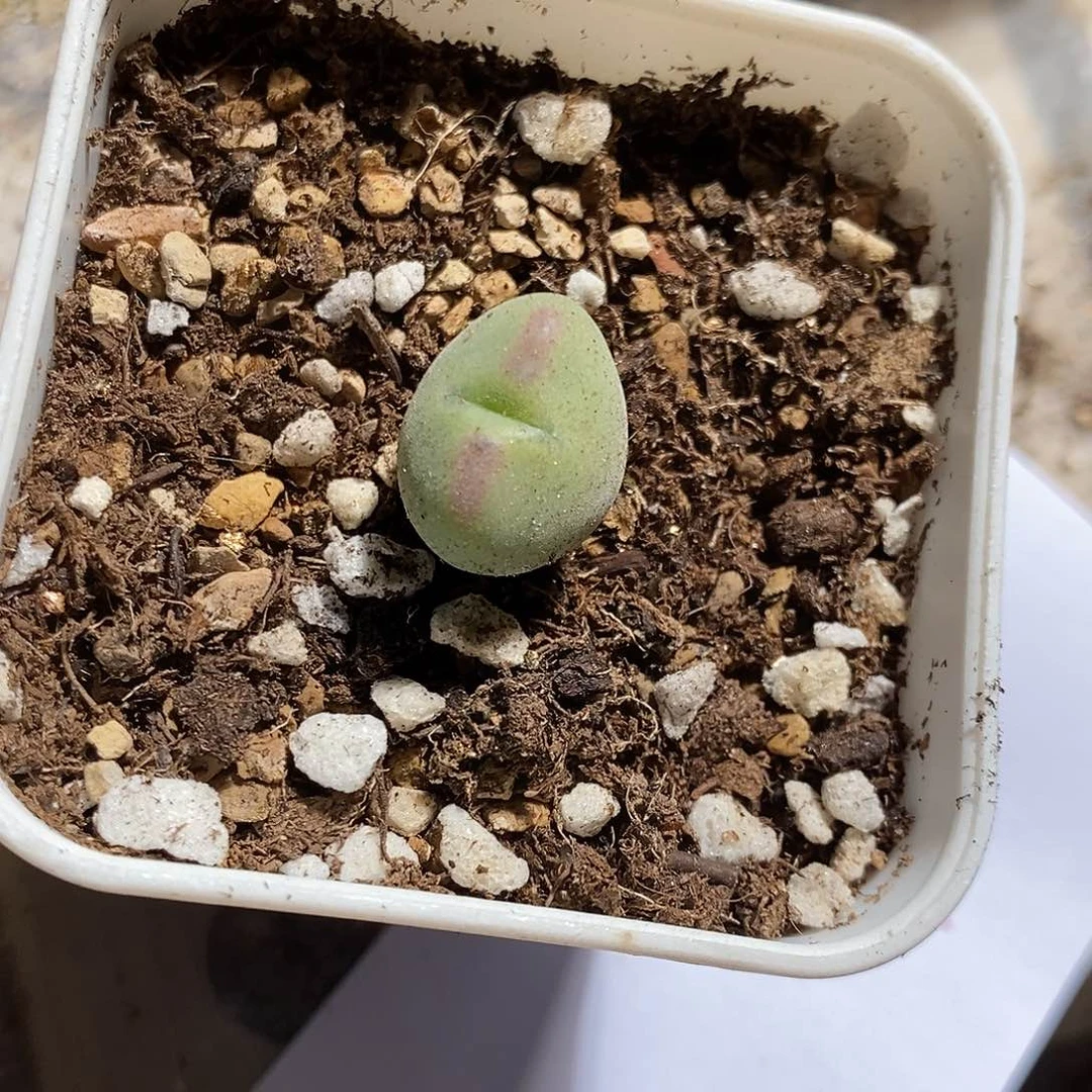 14327。 粗纹桃割娘杂交一颗。