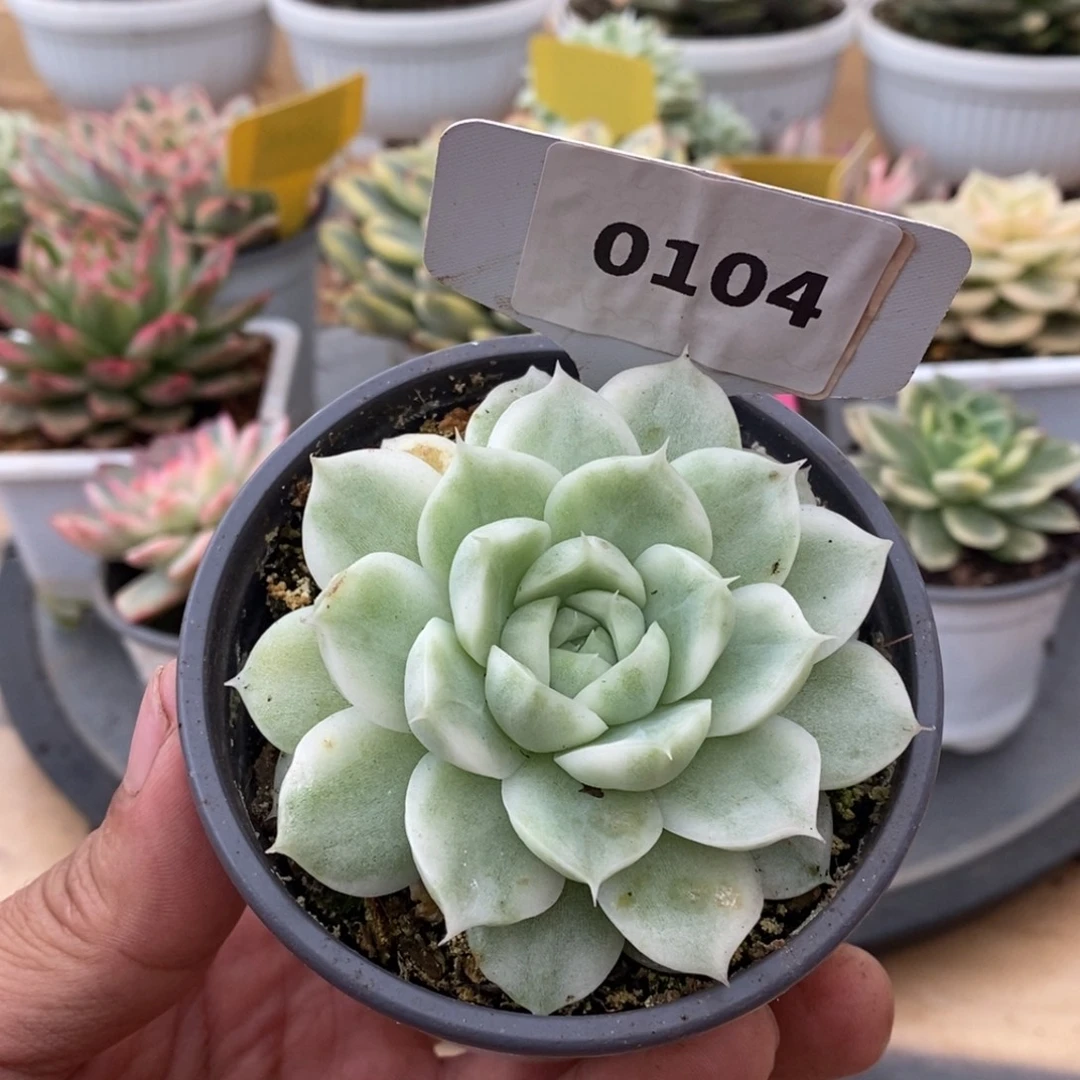0104麦秆哈哈哈哈