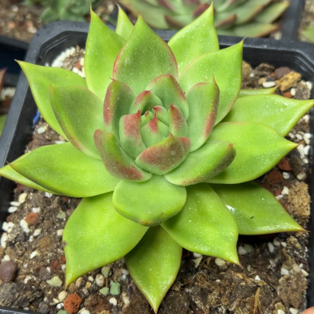 多肉植物一物一拍（66号）