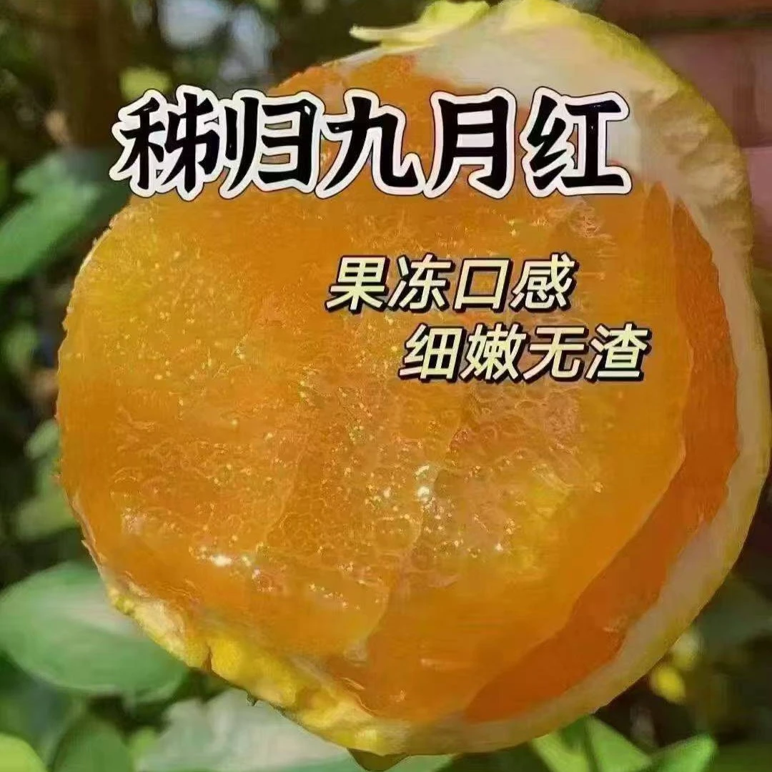 三峡屈原故里秭归九月红果冻橙核心产区基地直发