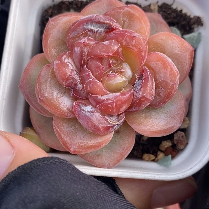 1202-517，星星珍妮多肉