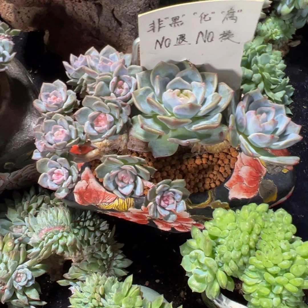 欣*天天开心 天天开心微瑕