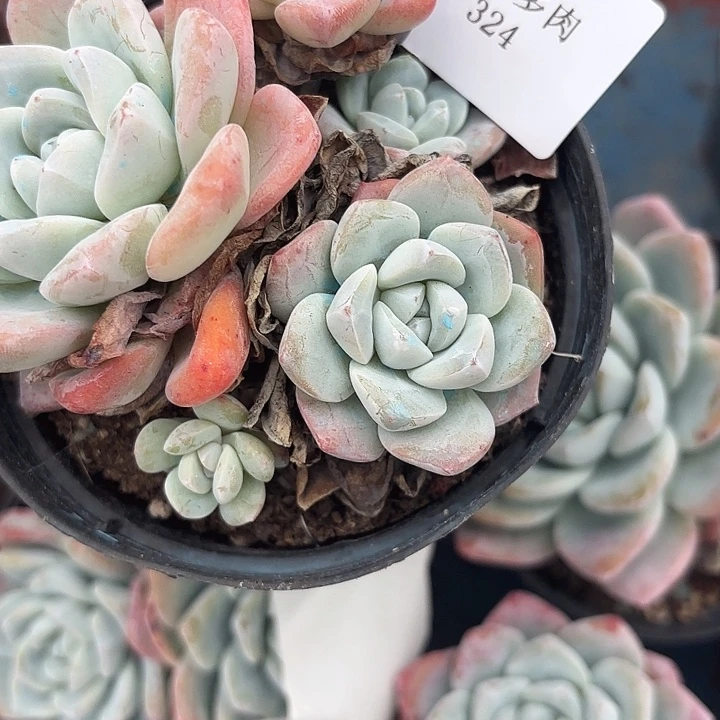 大哥324雨雨雨雨雨雨雨雨