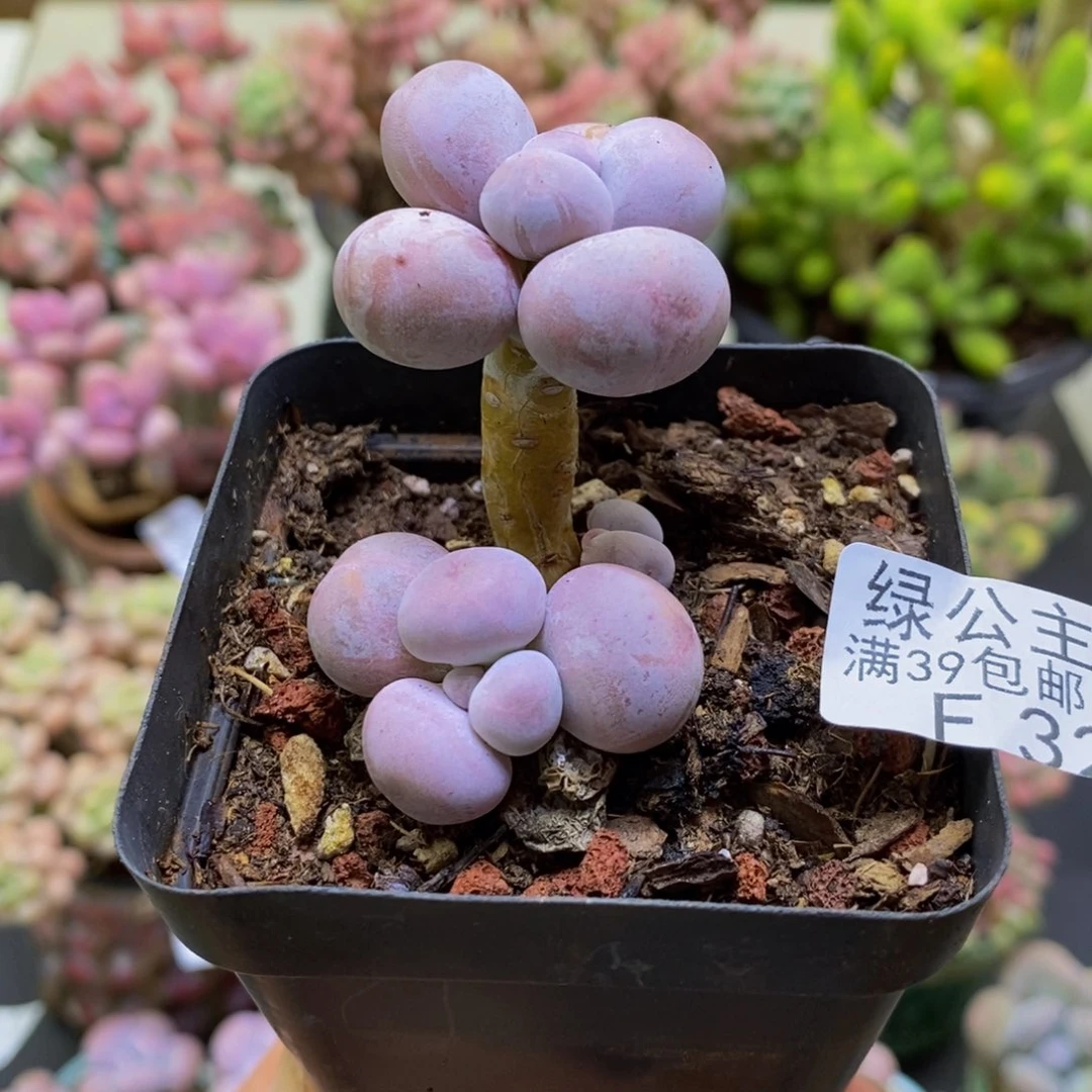 327橙奶3cm多肉植物