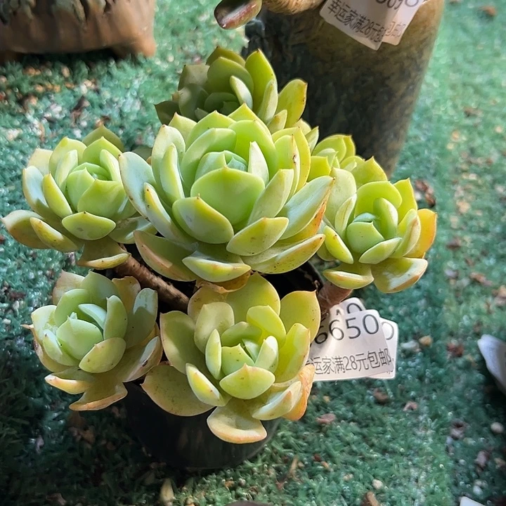 幸运儿的一句台词我真的