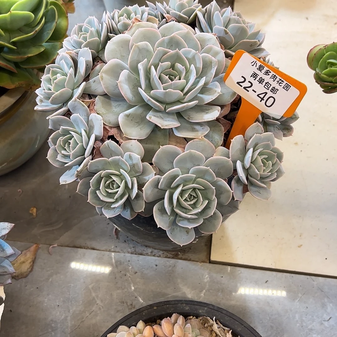 我***鱼多肉植物组合盆栽40