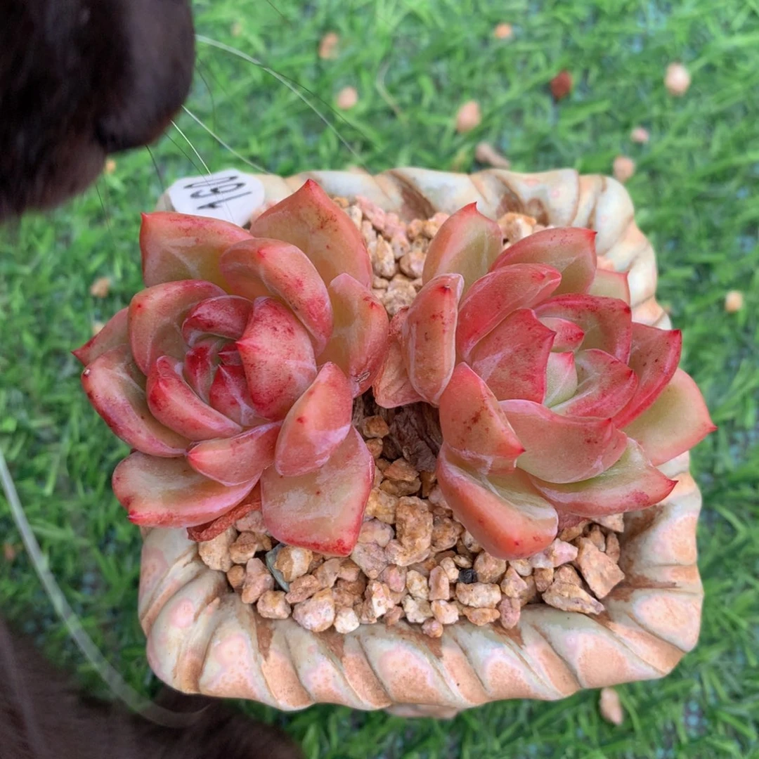 香槟10 公分一物一拍