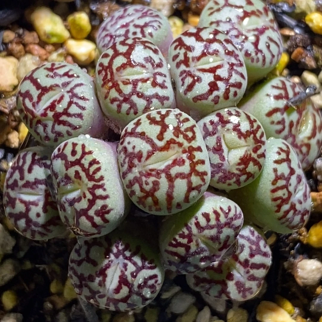 墨小锥福利墨小锥福利