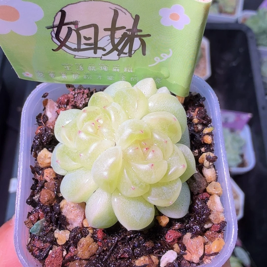 鍗***娜姐妹财富开播福利